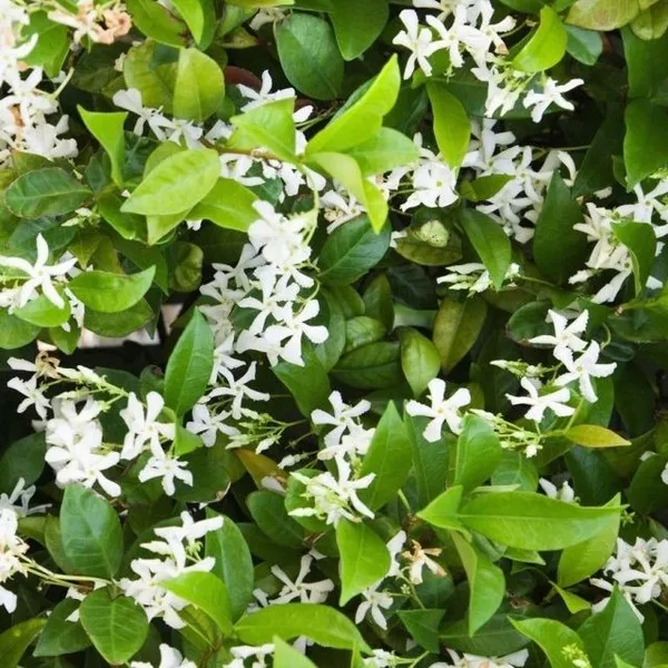 jasmin-gwiazdkowy-p9-c1-producent-inna
