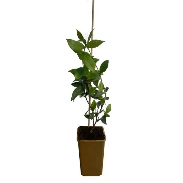 jasmin-gwiazdkowy-p9-c1-nazwa-lacinska-inna