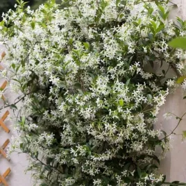 jasmin-gwiazdkowy-sadzonka-w-pojemniku-4l