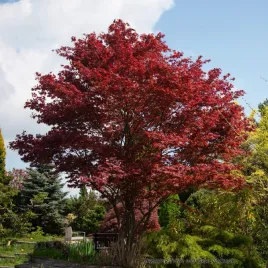 klon-palmowy-atropurpureum-sadzonki-drzewo-czerwony-piekne-przebarwienia