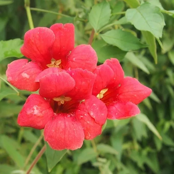 milin-amerykanski-p9-c1-rodzaj-rosliny-inny