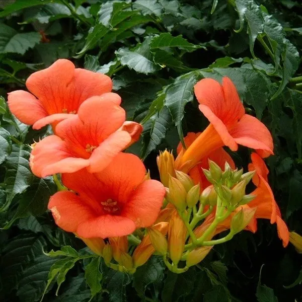 milin-amerykanski-p9-c1-nazwa-lacinska-campsis-radicans