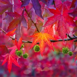 ambrowiec-amerykanski-gum-ball-co-roku-inny-spektakl-barw-rarytas