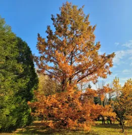 cyprysnik-blotny-egzotyczne-drzewo-iglasle-piekne-przebarwienia