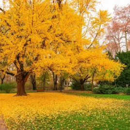 milorzab-japonski-dwuklapowy-sadzonki-ginkgo-biloba-z-czasow-dinozaurow