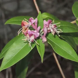 wiciokrzew-henryiego-zimozielony-sadzonka-w-pojemniku-2l