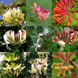 zestaw-5-szt-mix-wiciokrzewow-oznakowanych-p9-c1