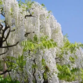 wisteria-chinska-alba-p9-c1