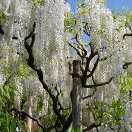 wisteria-chinska-alba-sadzonka-w-pojemniku-2l