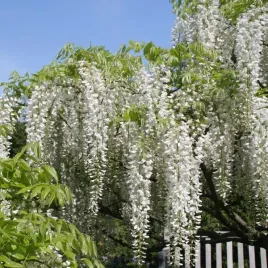 wisteria-chinska-alba-sadzonka-w-pojemniku-4l