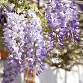 wisteria-chinska-niebiesko-fioletowa-p9-c1