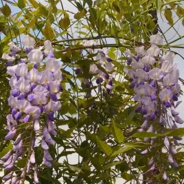 wisteria-chinska-niebiesko-fioletowa-sadzonka-w-pojemniku-2l