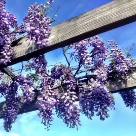 wisteria-chinska-niebiesko-fioletowa-sadzonka-w-pojemniku-4l