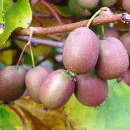 kiwi-aktinidia-ananasnaya-ostrolistna-p9-c1