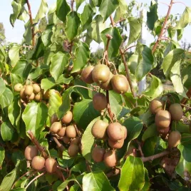 kiwi-aktinidia-geneva-ostrolistna-p9-c1