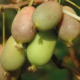 kiwi-aktinidia-lucy-ostrolistna-p9-c1