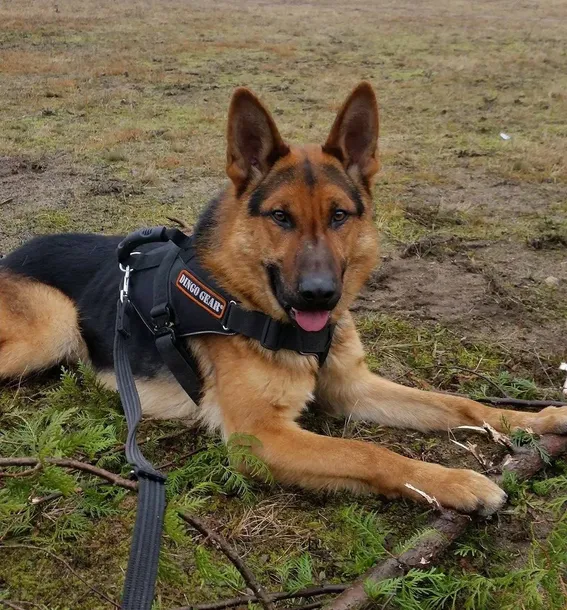 szelki-do-pracy-extreme-cobra-system-czarne-m-marka-dingo-gear