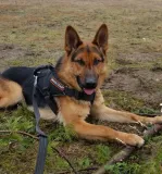 szelki-do-pracy-extreme-cobra-system-czarne-m-marka-dingo-gear