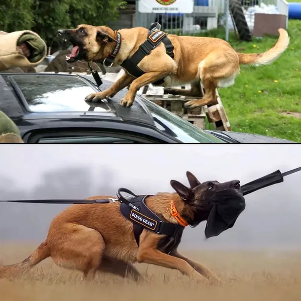 szelki-do-pracy-dla-psa-system-cobra-czarne-m-marka-dingo-gear