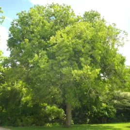 eukomia-wiazowata-bardzo-rzadko-spotykana-unikat-lecznicza