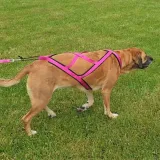 szelki-typu-sled-czarny-m-marka-dingo