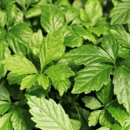 ziele-dlugowiecznosci-jiaogulan-gynostemma-p9-c1