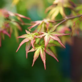 klon-palmowy-bi-hoo-sadzonki-drzewo-zlote-pedy-zima