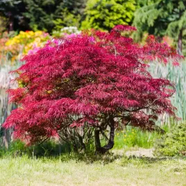 klon-palmowy-orangeola-czerwony-sadzonki-drzewo-wybrany-klonem-roku-2017