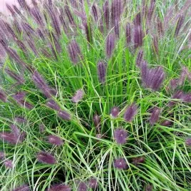rozplenica-japonska-red-head-sadzonka-w-pojemniku-2l