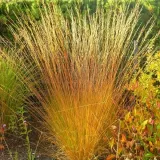 trzeslica-modra-heidebraut-p9-c1-producent-inna