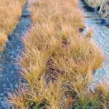 turzyca-ceglasta-prairie-fire-p9-c1-producent-inna