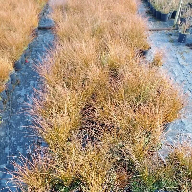 turzyca-ceglasta-prairie-fire-p9-c1-producent-inna