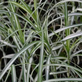 turzyca-palmowa-variegata-p9-c1
