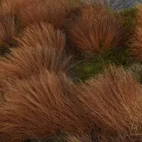 turzyca-buchanana-p9-c1