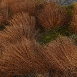 turzyca-buchanana-p9-c1