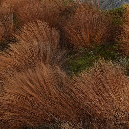 turzyca-buchanana-p9-c1