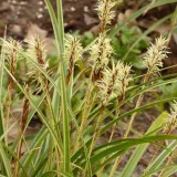 turzyca-morrowa-variegata-poj-2l