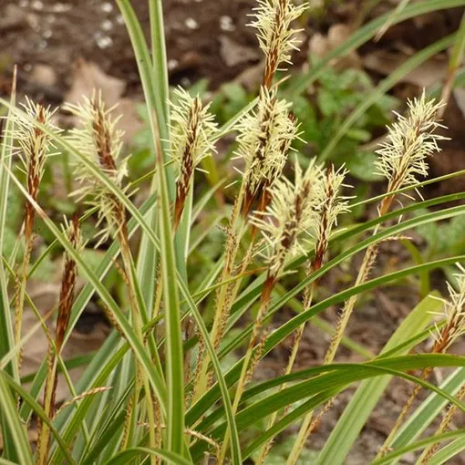 turzyca-morrowa-variegata-poj-2l