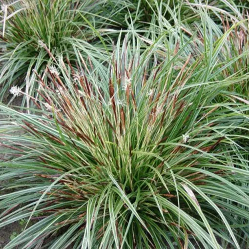 turzyca-morrowa-variegata-poj-2l-producent-inna