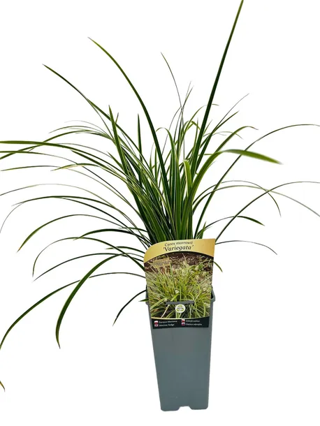 turzyca-morrowa-variegata-poj-2l-producent-inna