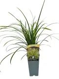 turzyca-morrowa-variegata-poj-2l-producent-inna