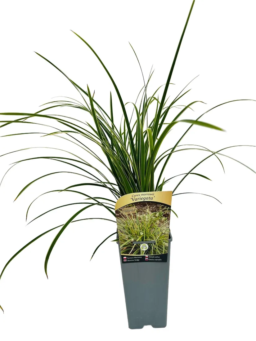 turzyca-morrowa-variegata-poj-2l