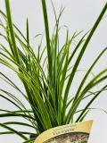 turzyca-morrowa-variegata-poj-2l-producent-inna