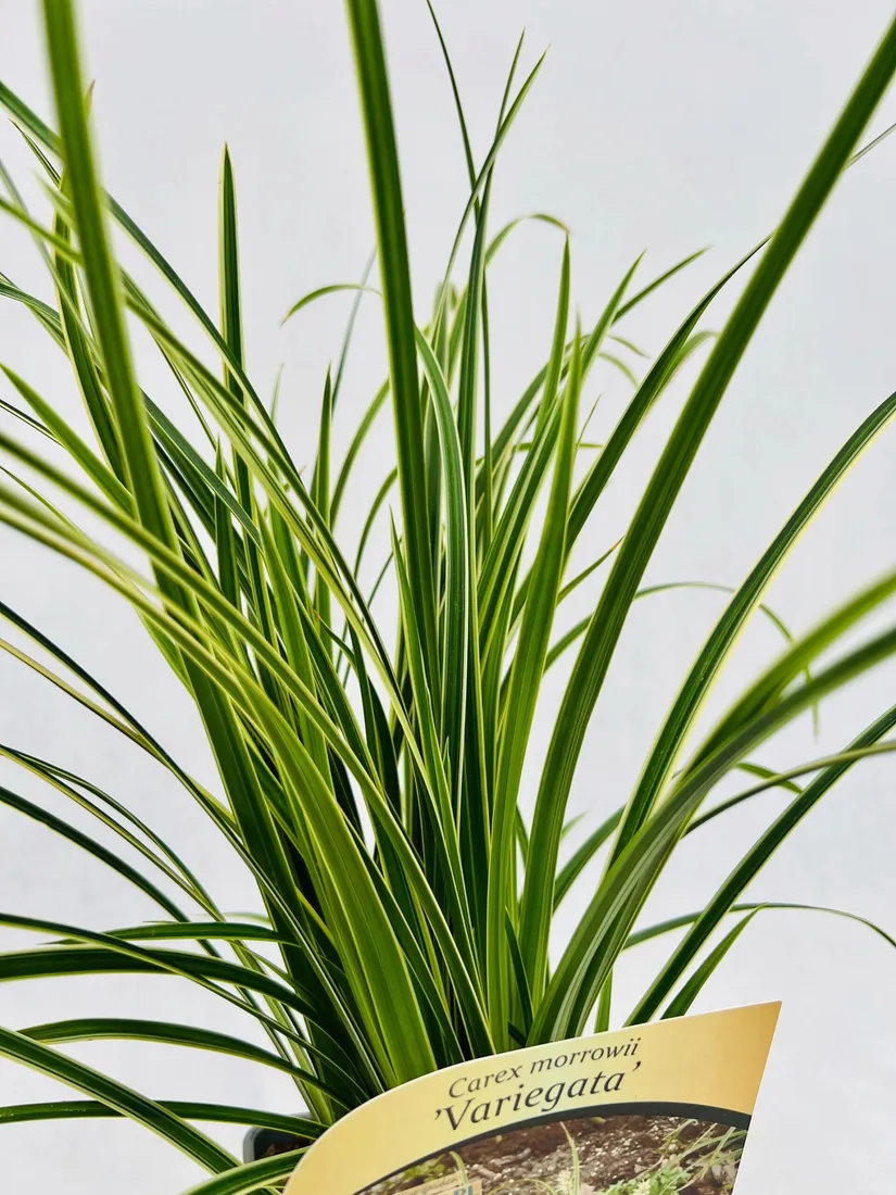 turzyca-morrowa-variegata-poj-2l-producent-inna