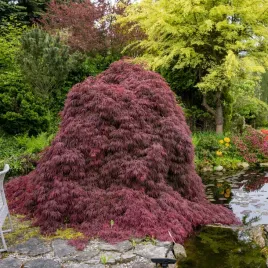 klon-palmowy-dissectum-garnet-czerwony-sadzonki-wyjatkowy-placzacy-pokro