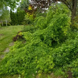 klon-palmowy-dissectum-sadzonki-piekne-jesienne-przebarwienia