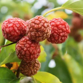 morwa-chinska-drzewo-malinowe-egzotyczny-owocowy-rarytas-wyjatkowy-sma