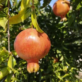 granatowiec-wlasciwy-egzotyczne-drzewko-do-donicy-odporny-na-upaly