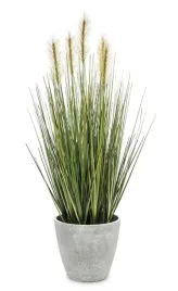 roslina-dekoracyjna
