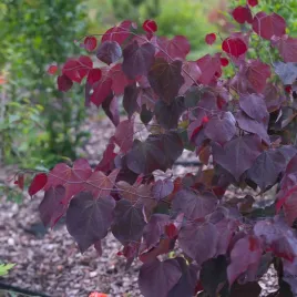 judaszowiec-kanadyjski-forest-pansy-sadzonki-wyjatkowe-purpurowe-liscie